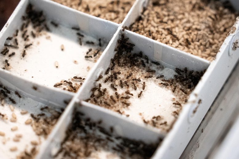 Ant Colony ISTA Lab