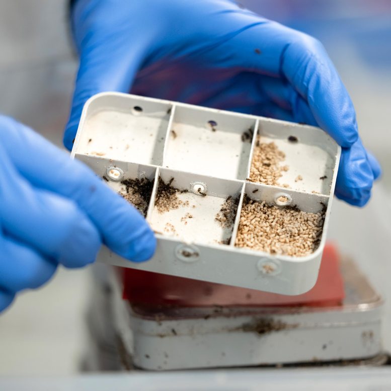 Ant Colony in ISTA Lab