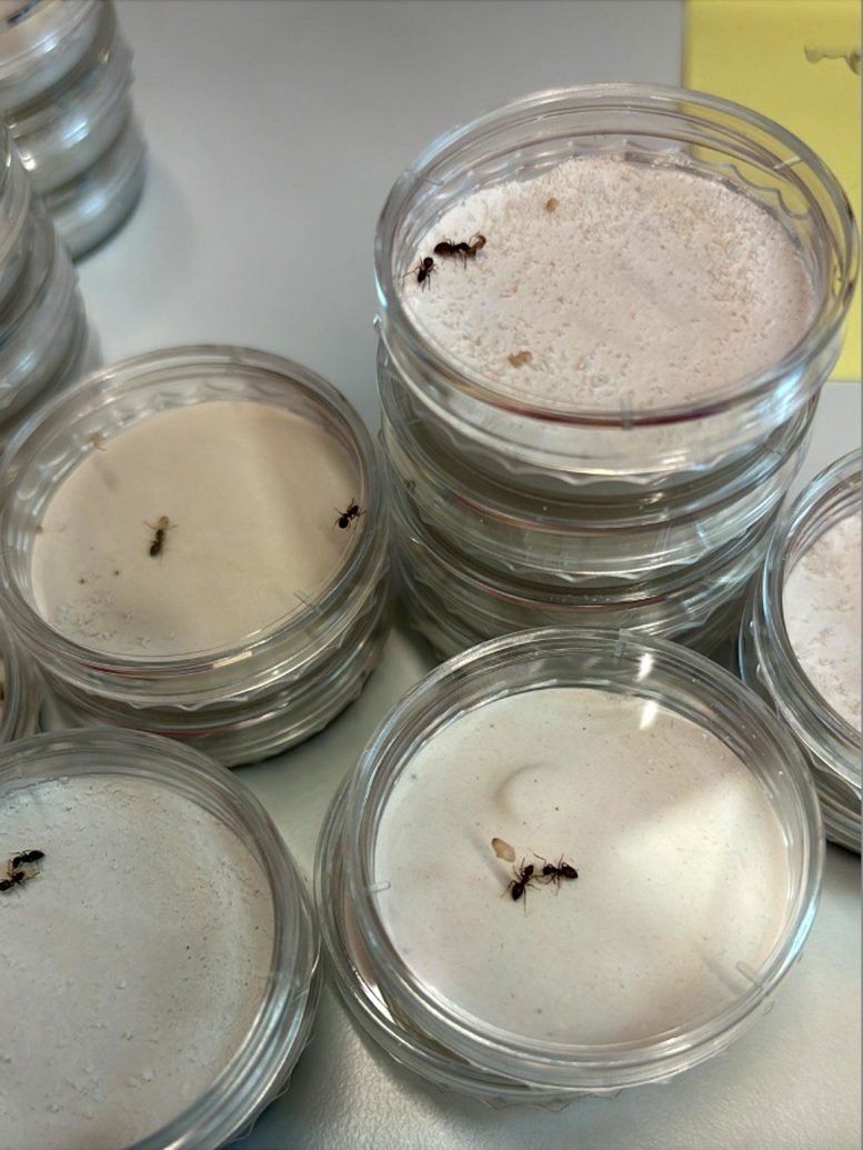 Ant Experiments in Lab