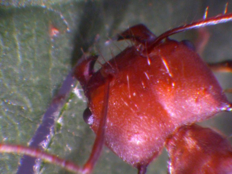 Ant Mandibles Pack a Powerful Bite