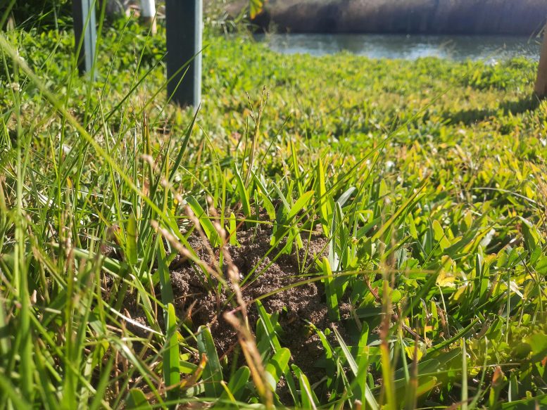 Nid de fourmis dans l'herbe