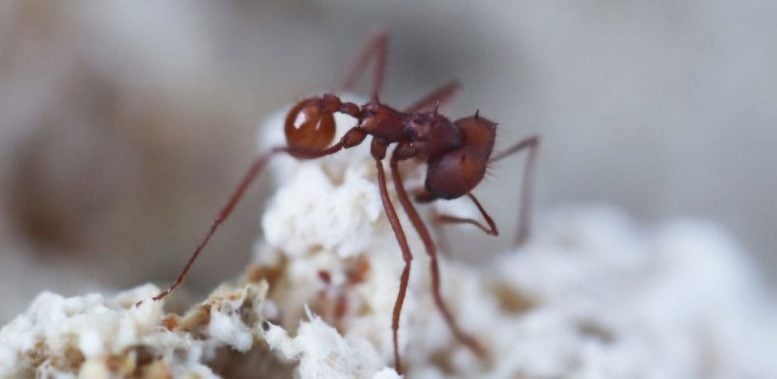 Scientists Discover Ant-Associated Fungus Is Far More Than a Villain
