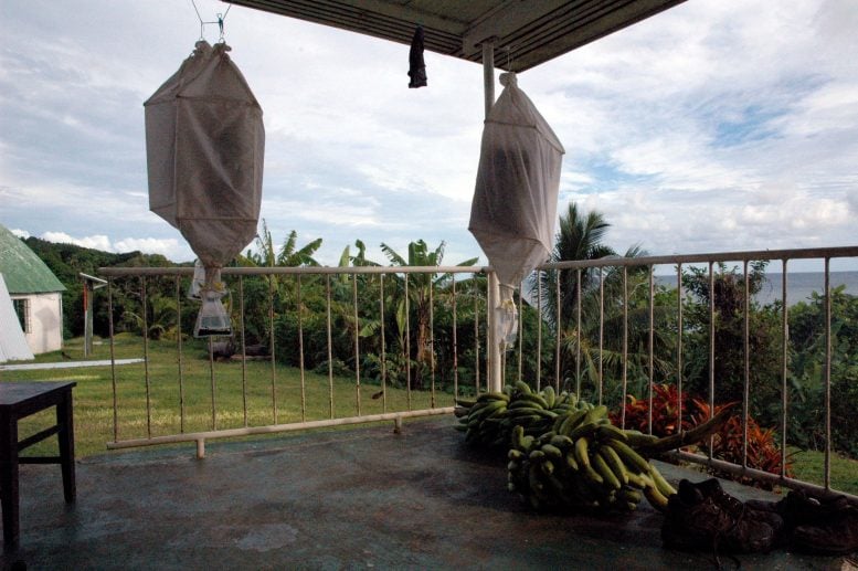 Ant Sampling in Fiji