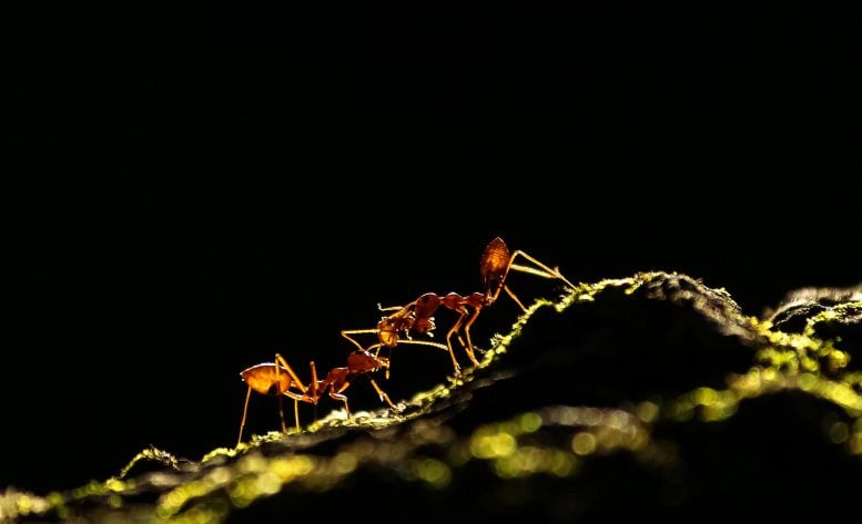 Ant Tale by Upamanyu Chakraborty