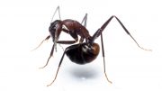 Ant Trying to Reach Its Acidopore