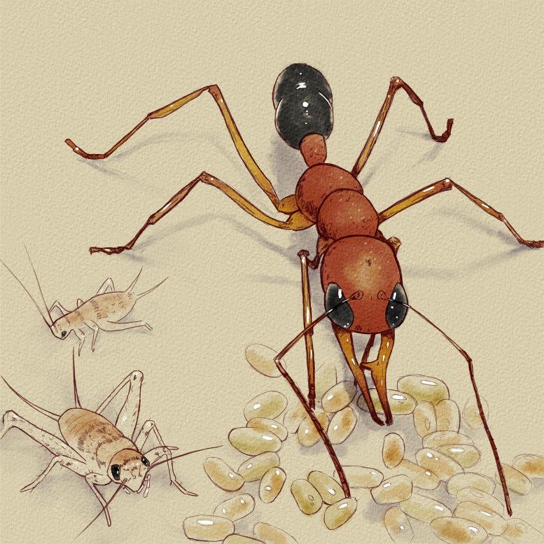 Ant With Eggs