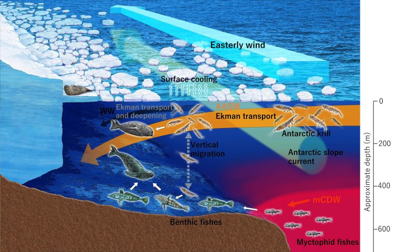 南極海洋学者は研究のためにシールを使用します