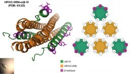 Anti-viral Peptide Made Up of Three Corkscrews