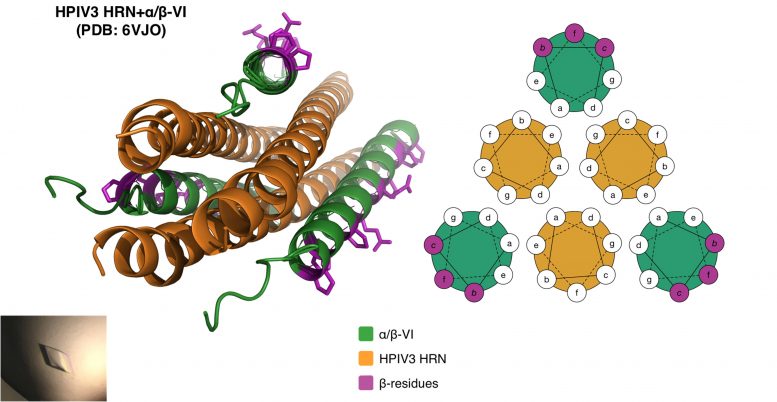 Anti-viral Peptide Made Up of Three Corkscrews