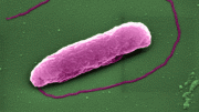 Antibiotic Pops Bacteria