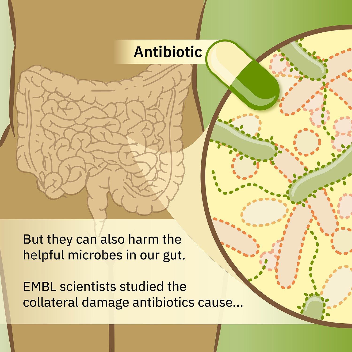 Infografía de antibióticos 2