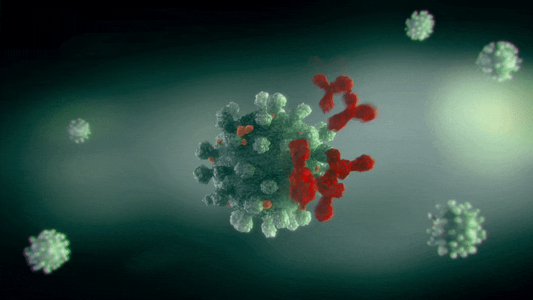 Anticorpi che attaccano la cellula del virus del coronavirus