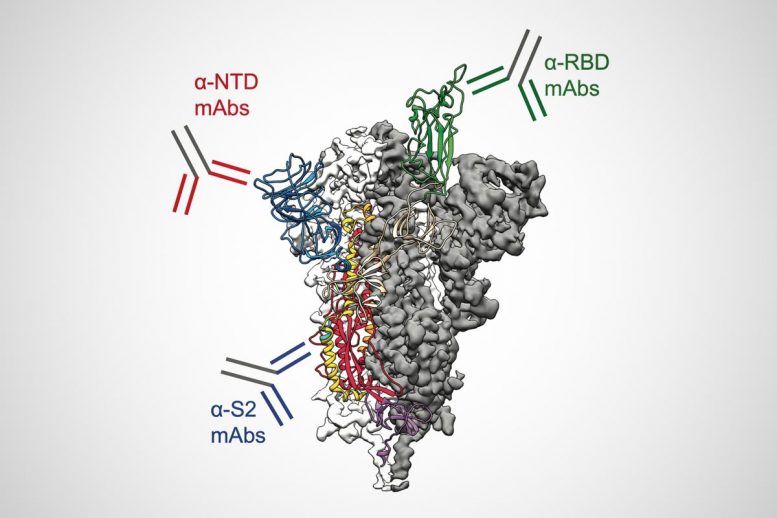 Antibodies Target SARS-CoV-2 Spike Protein