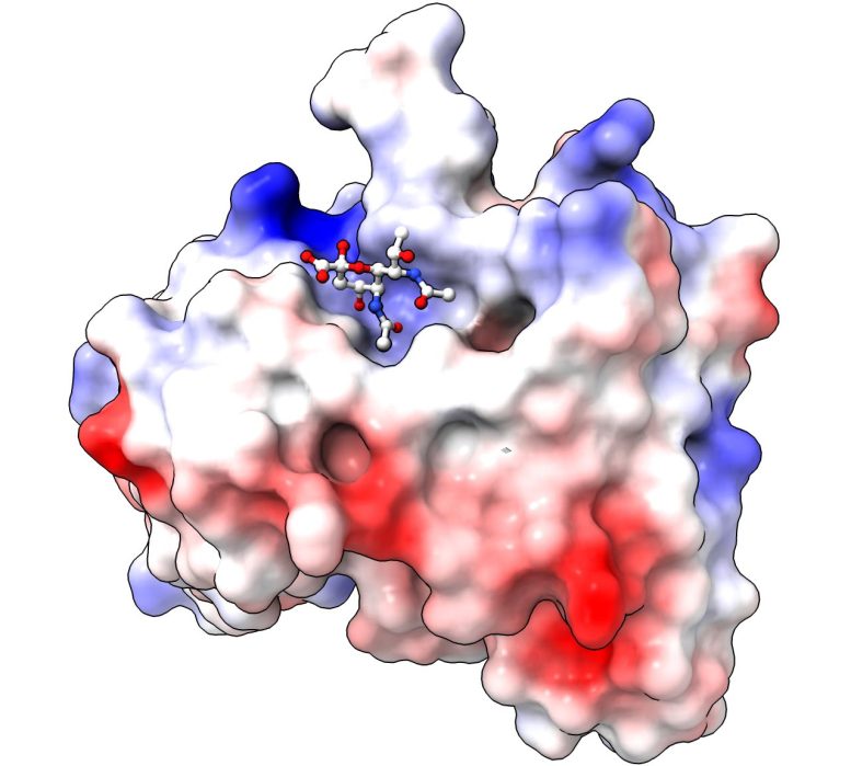 Antibody Binding the Pse Sugar To Target Bacteria