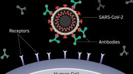 Antibody Binding to Virus Surface