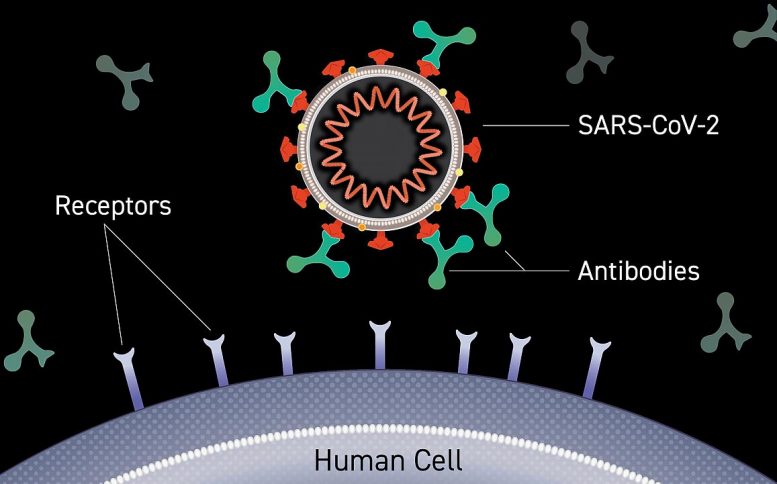 Antibody Binding to Virus Surface