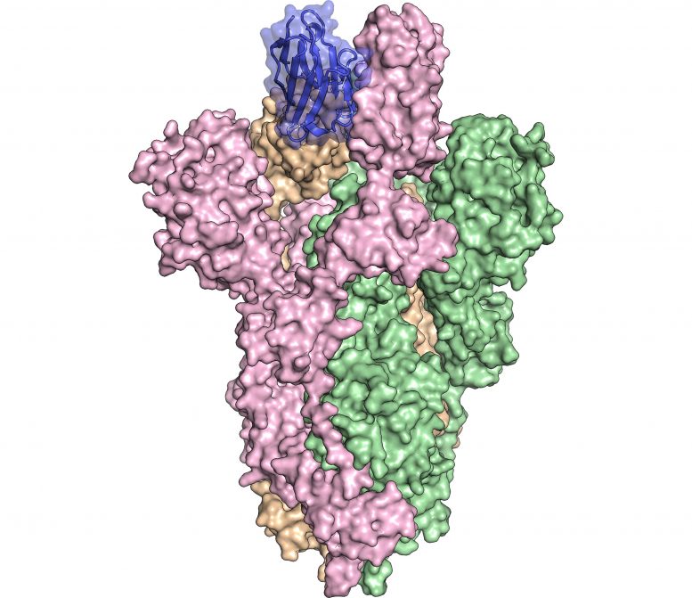 Antibody Bound to the SARS-CoV-2 Spike Protein