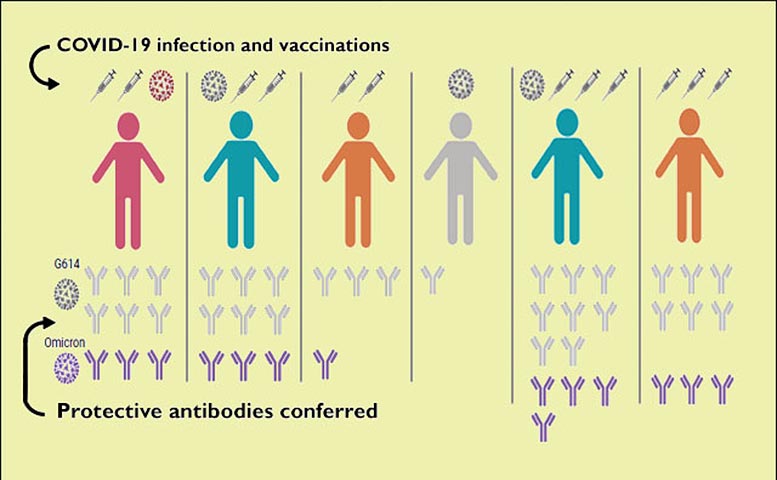 Antibody Responses After COVID Infection or Vaccination