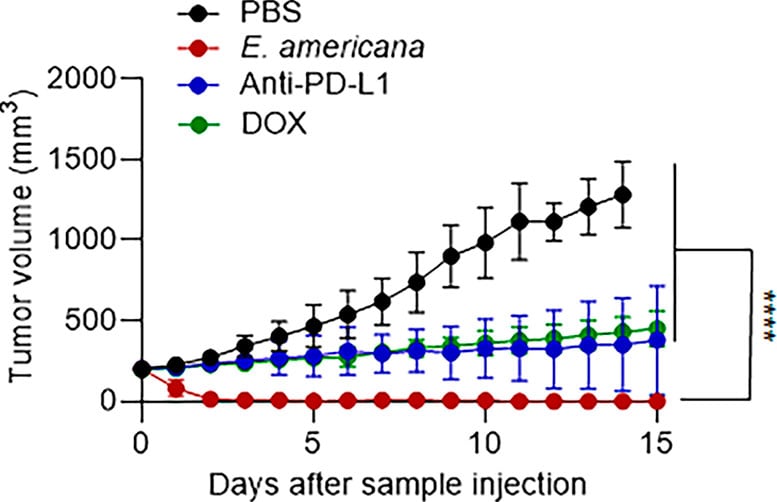 Anticancer Efficacy and Tumor Response