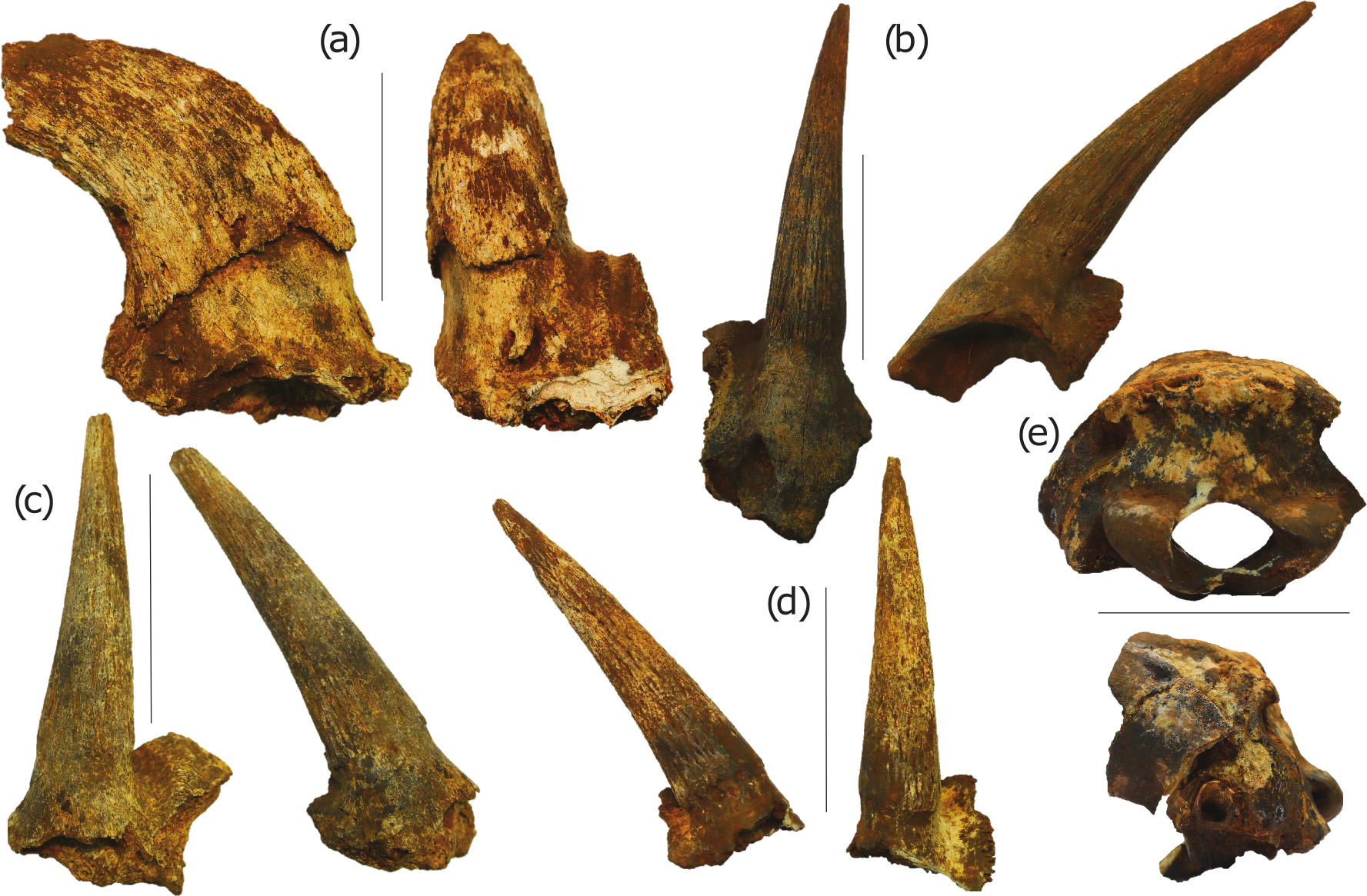 Ancient Fossil Discovery In South Africa s Cradle Of Humankind Offers Ancient Fossil Discovery In South Africa s Cradle Of Humankind Offers