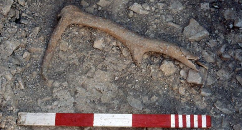 Antler Found in Flagstones