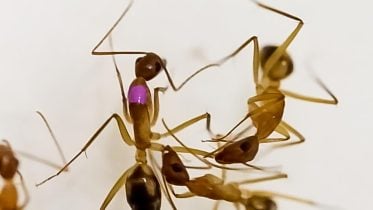 Ants Performing Amputations