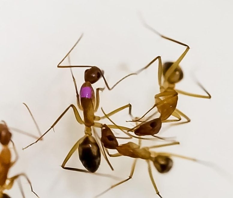 Meet the Ants That Can Carry out Surgical treatment to Save Lives