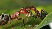 Ants Provide Clues to Why Biodiversity is Higher in the Tropics