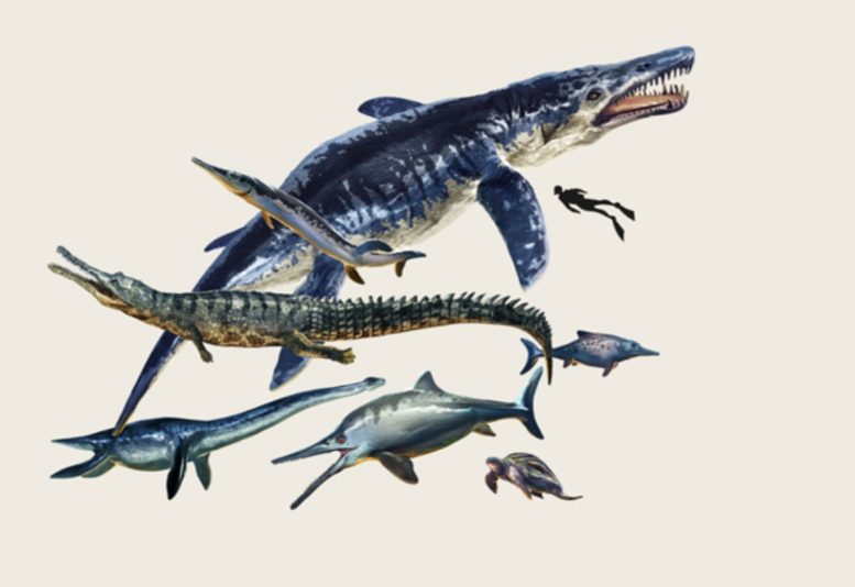 Apex Predators in the Paja Formation