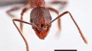 Aphaenogaster mariae Forel Worker Ant