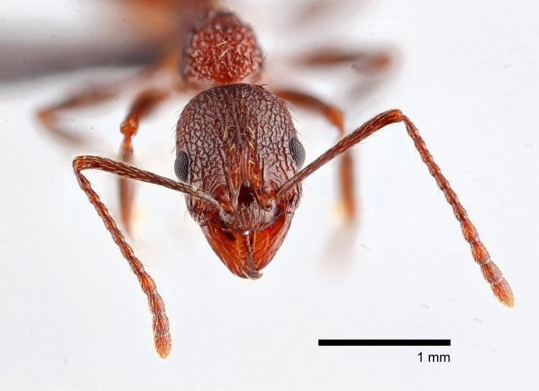 Aphaenogaster mariae Forel Worker Ant