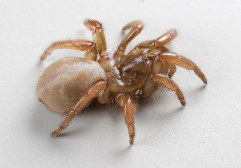Scientists Discover “Scary” New Species of Spider in California