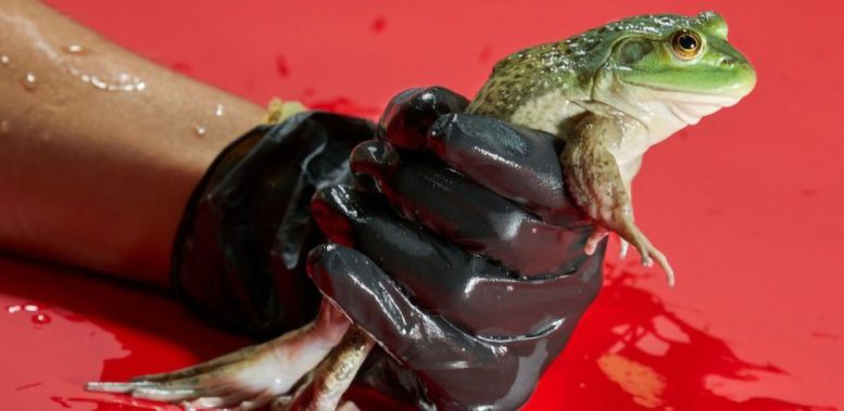 Aquarana catesbeiana