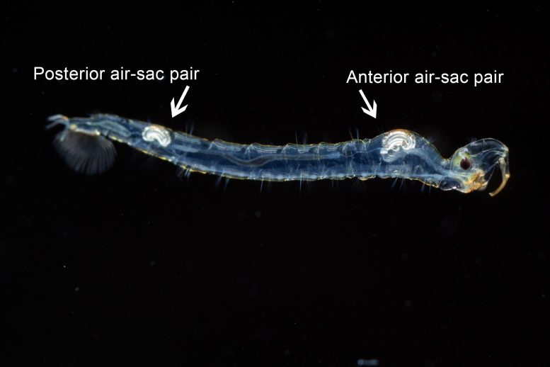 Aquatic Chaoborus Midge Larvae