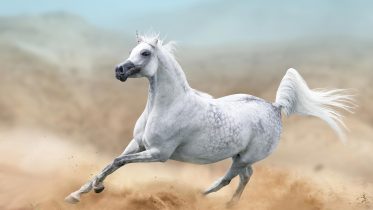 The Dawn of Horse Power: Using DNA To Trace Back 4,200 Years