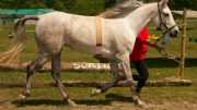 Arabian Race Horse