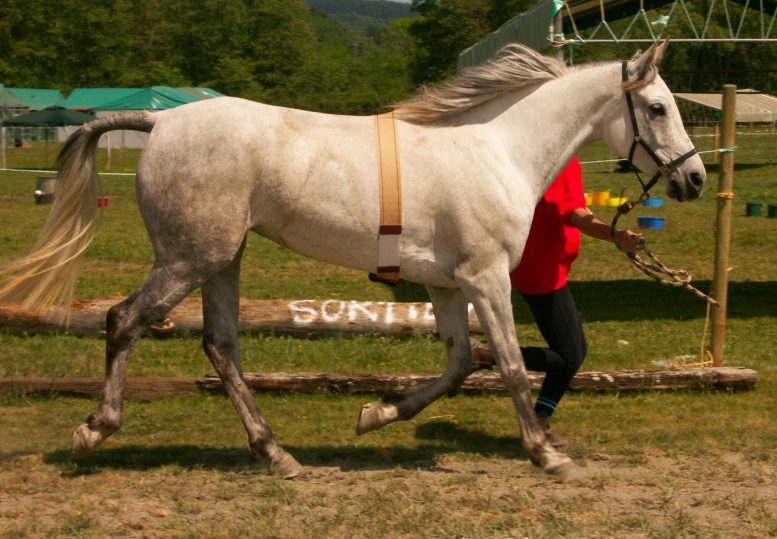 Arabian Race Horse