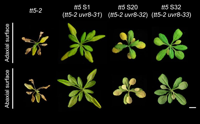 Arabidopsis High Light Conditions
