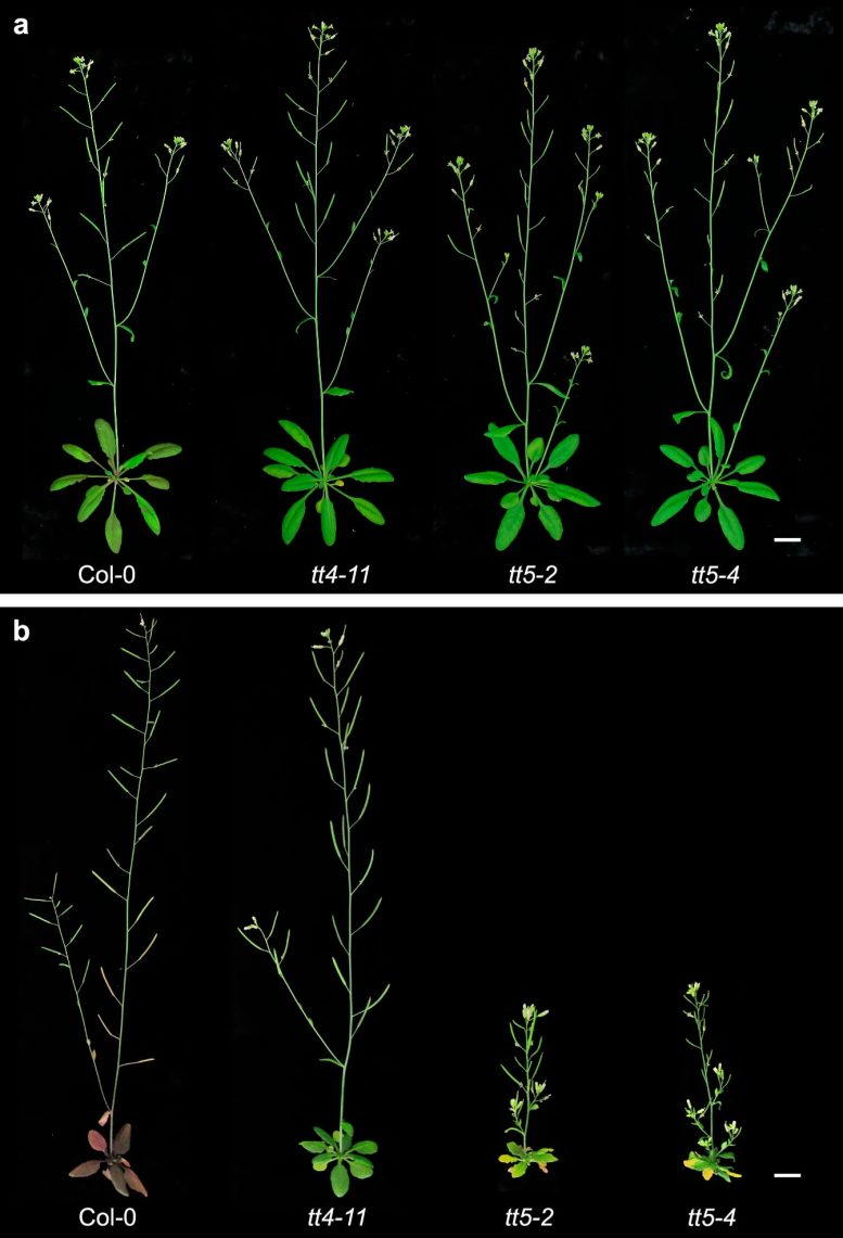 Arabidopsis High Light Experiment