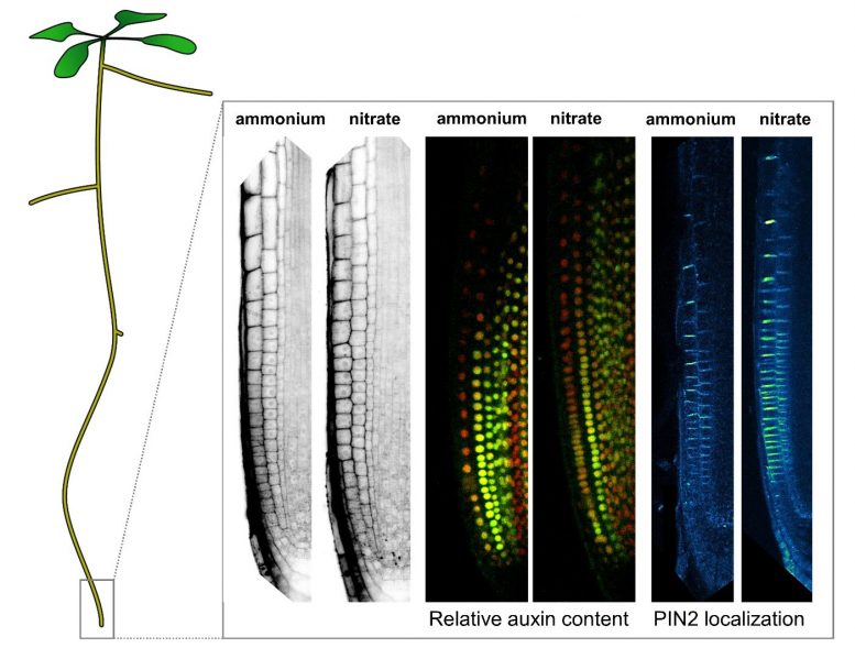 Arabidopsis Root Tip Comparison