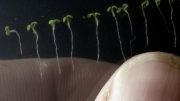 Arabidopsis thaliana Seedlings