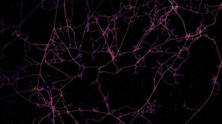 Arbuscular Mycorrhizal Fungi Form Delicate Networks of Mycelium
