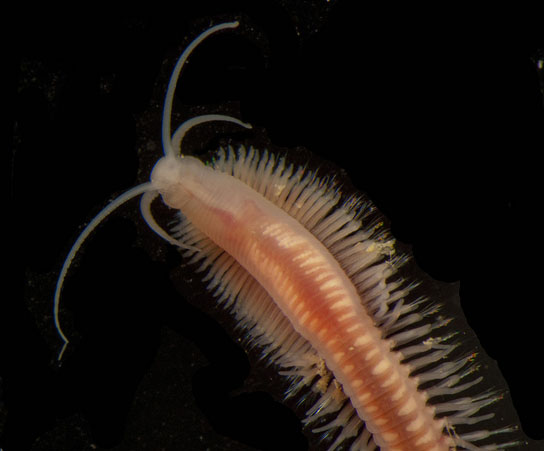 Archaea-eating worm