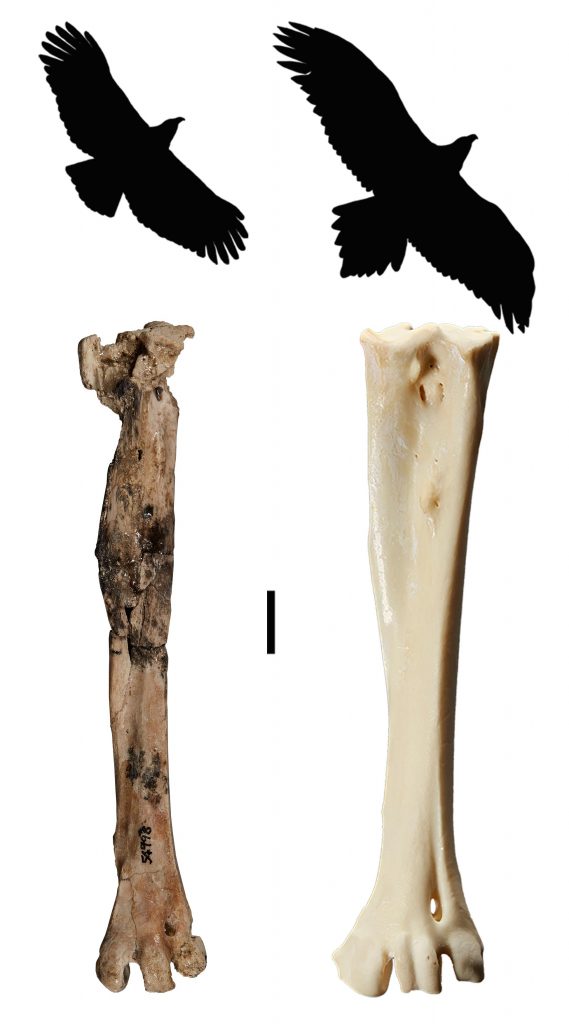 Archaehierax sylvestris and Aquila audax Compared