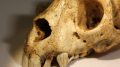 Archaeolemur Skull