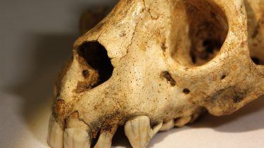 Archaeolemur Skull