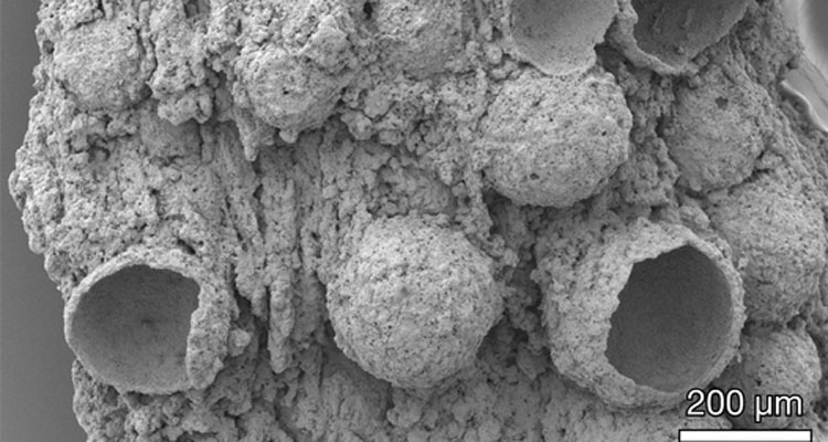 Archaeologists Find Fossilized Oxygen Bubbles