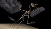 Archaeopteryx 3D Reconstruction