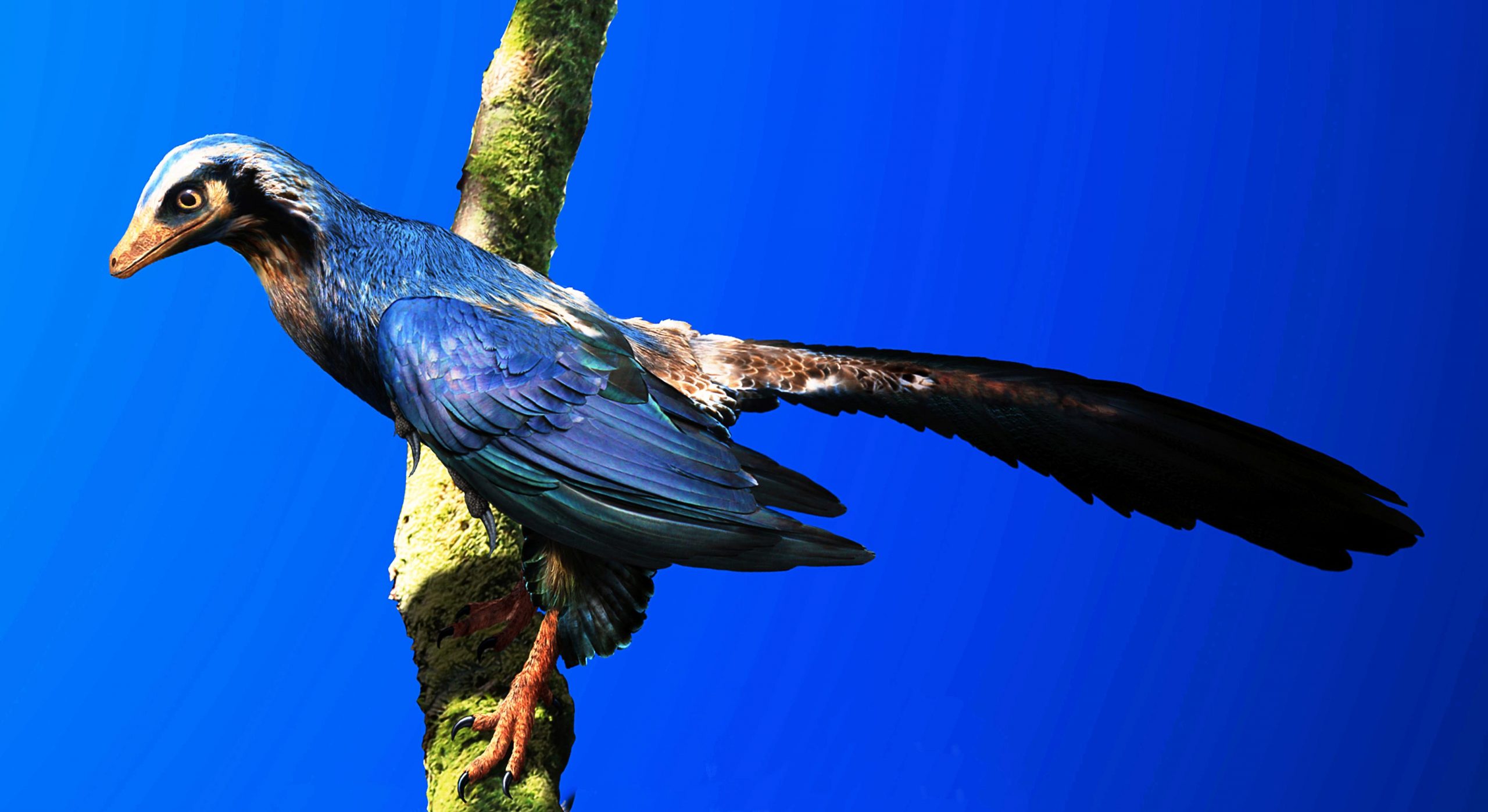 new-insights-into-the-origins-of-flight-from-ancient-archaeopteryx-fossil