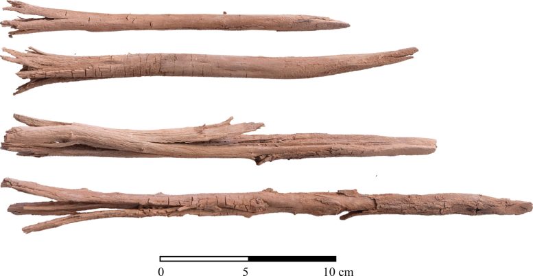 Archeological Specimens of Wooden Stakes Recovered From Garrison